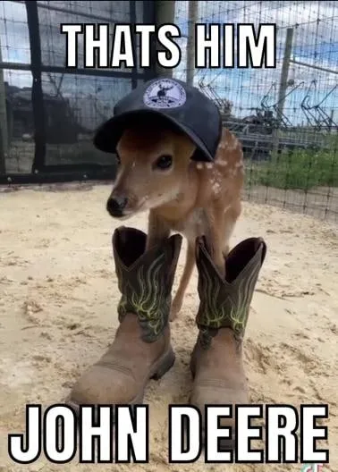 Deer in John Deere Boots