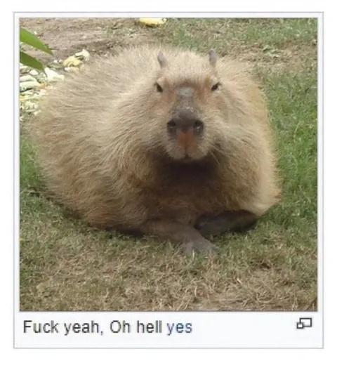 Capybara Fuck Yeah Reaction