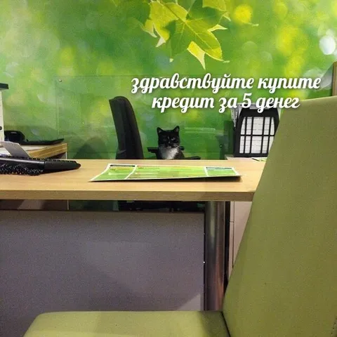 Кот оформляет кредит