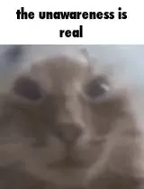 The Unawareness Is Real Cat