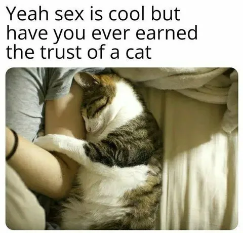 Earning a Cat's Trust