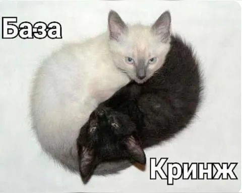 База и кринж коты