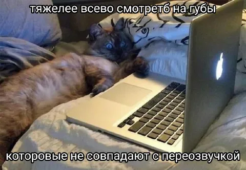 Кот смотрит на губы
