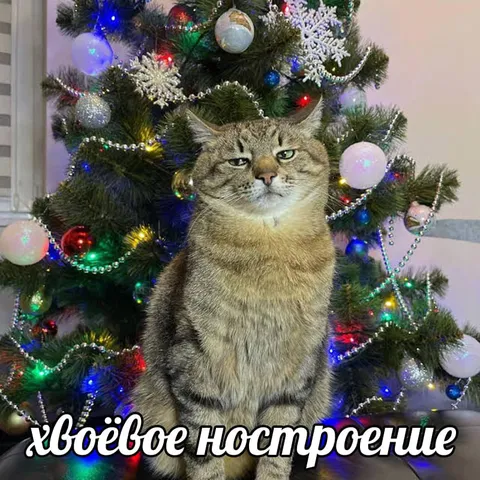 Хвоёвое настроение кота