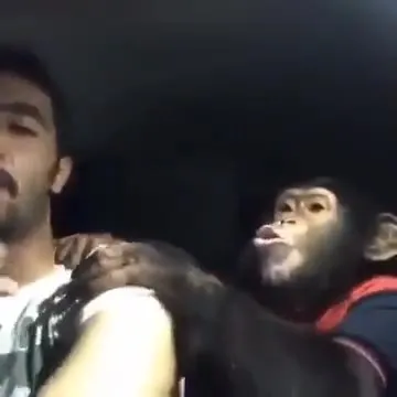 Шимпанзе кричит в машине