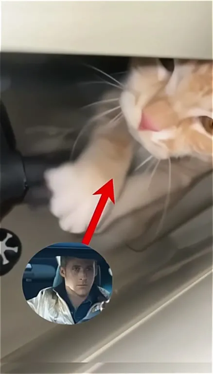 Кот под Nightcall