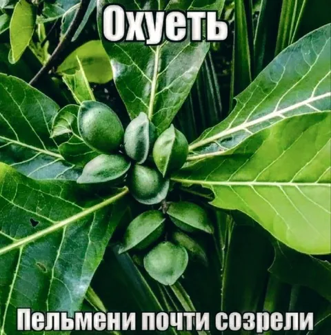 Пельмени почти созрели