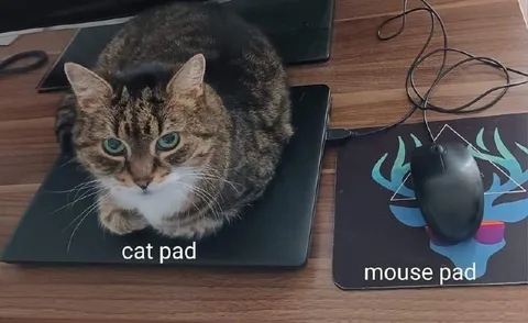 Cat Pad and Mouse Pad