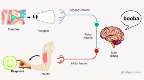 Brain Says Booba, Body Responds