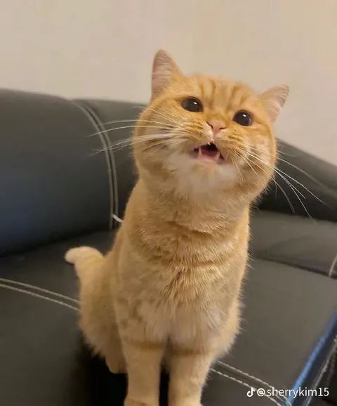 Котик что-то говорит
