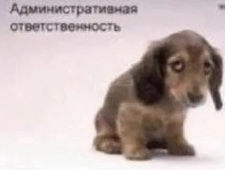 Административная ответственность щенка