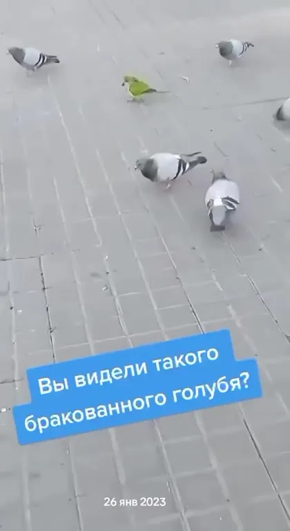 Бракованный голубь оказался попугаем