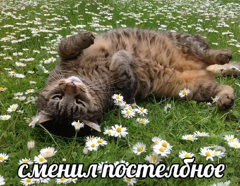 Кот после смены постельного