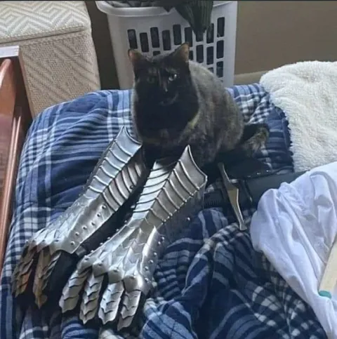 Кот в стальных перчатках