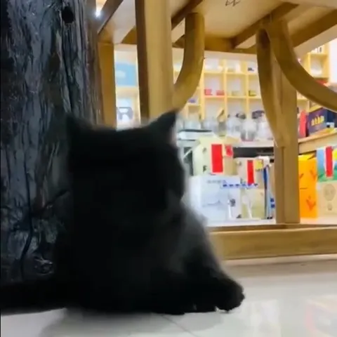 Котёнок ругается после падения