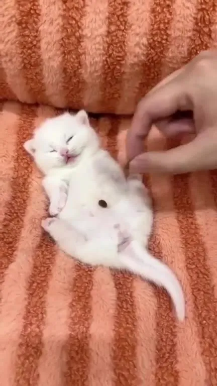 Котёнок и башня из какашек