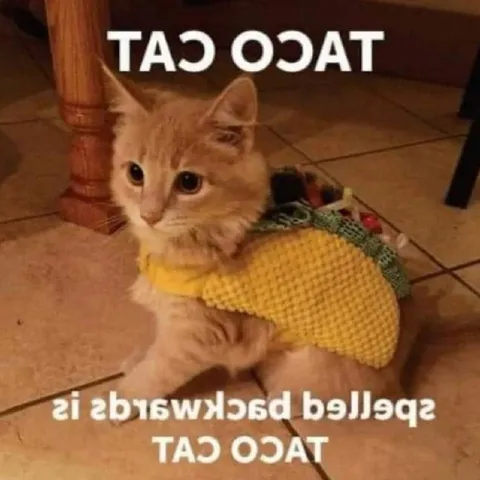 Taco Cat Palindrome