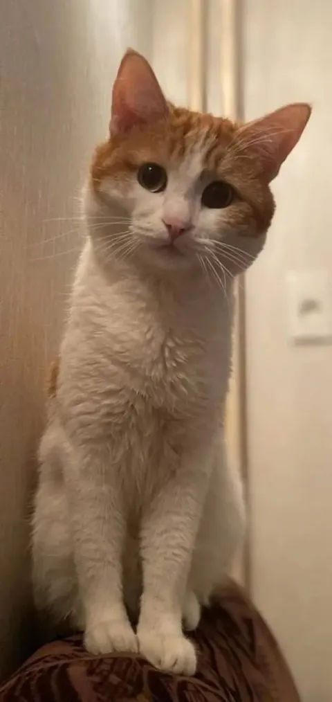 Котик смотрит прямо в душу