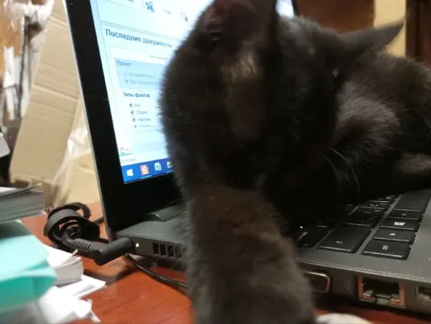 Кот мешает работать на ноутбуке
