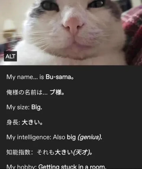 Big Cat Intelligence Profile