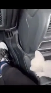 Котёнка достали из машины