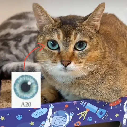 Cat With A20 Eyes
