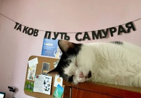 Таков путь самурая кота