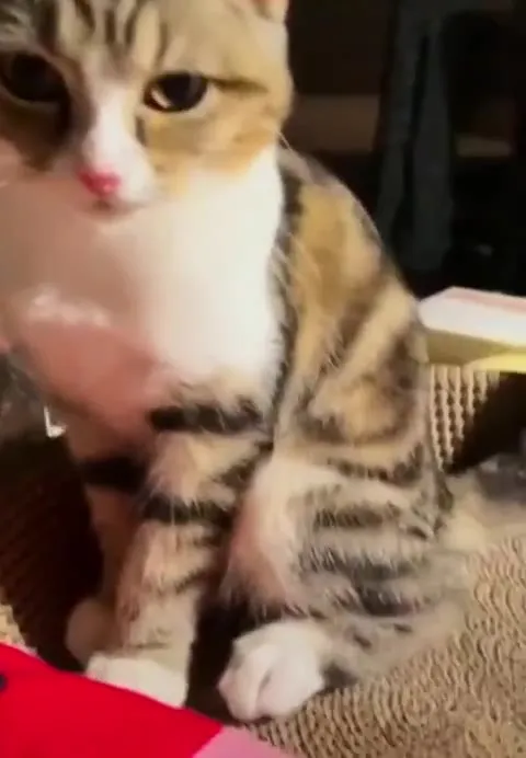 猫をこねる動画