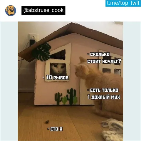 Кошачий ночлег за дохлую муху
