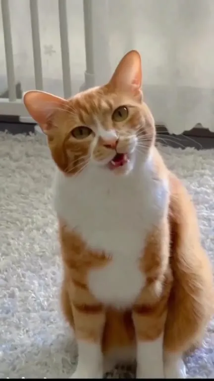 Кот, который ухает как сова