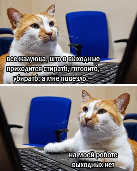 Кот работает без выходных