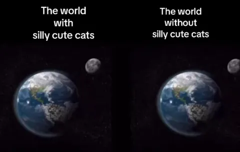 The World Without Cute Cats