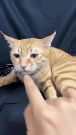 Кот, который внезапно понял