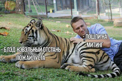 Блэд Нэвэльный и тигр