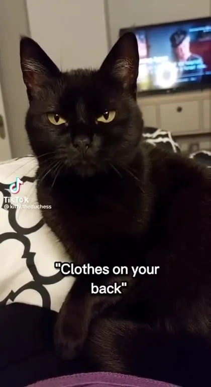 Parents Be Like Black Cat