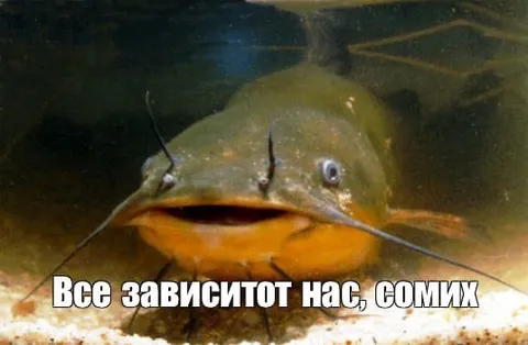 Все зависит от нас, сомик