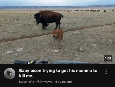 Baby Bison Wants Me Dead