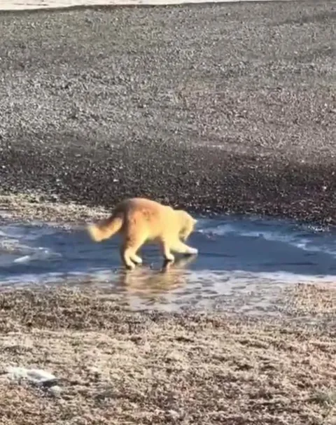 Кот скользит по льду