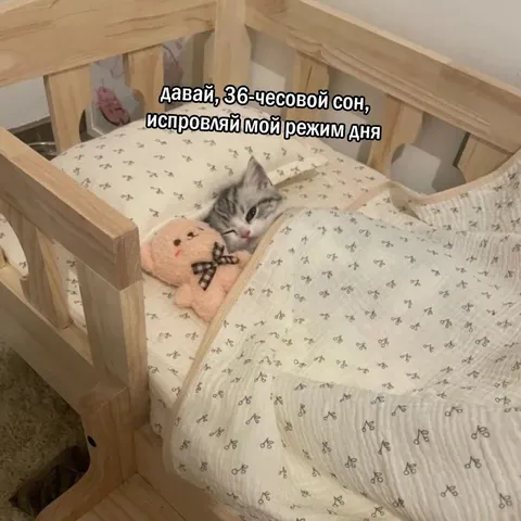Котёнок исправляет режим сна