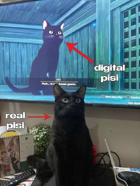 Dijital pisi ve gerçek pisi