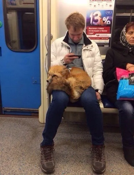 Лиса едет в метро
