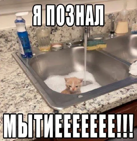 Котёнок познал мытьё