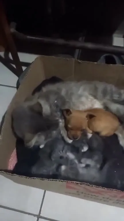 Котята и щенок в одной коробке