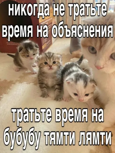 Котята вместо объяснений