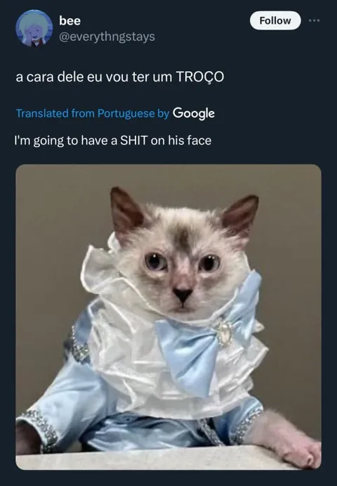 Gato elegante com um troço
