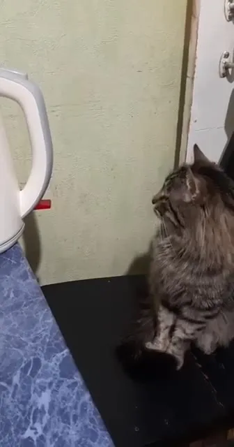 Кот пытается выключить чайник