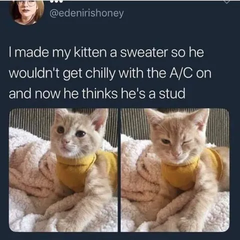 Kitten Thinks He’s a Stud