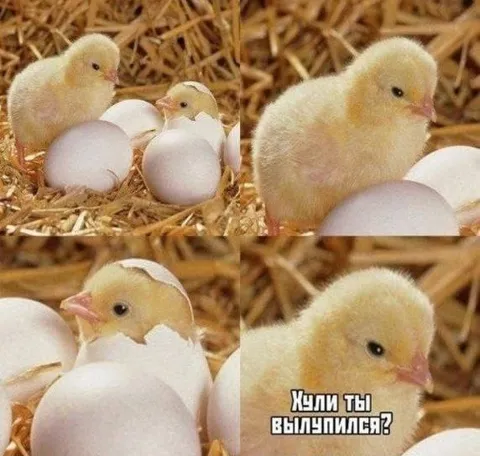 Кили, ты вылупился?