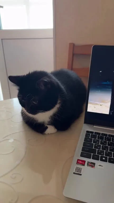 Кот мешает работать