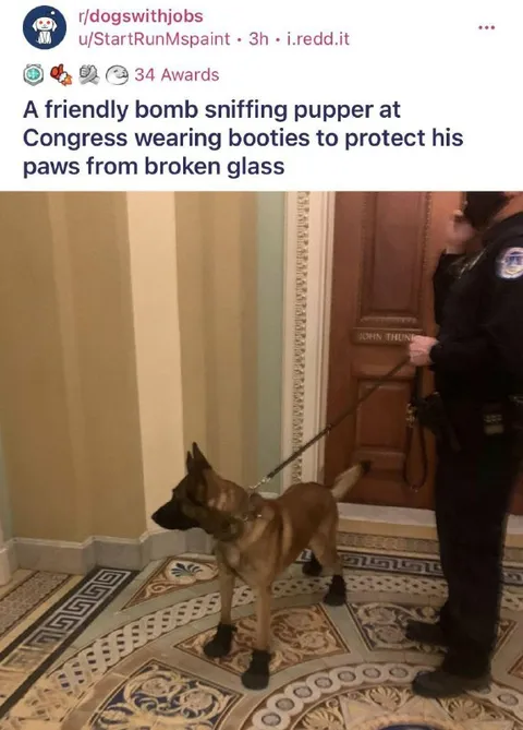 Friendly Bomb-Sniffing Pupper
